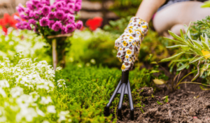 Garden Care Tips